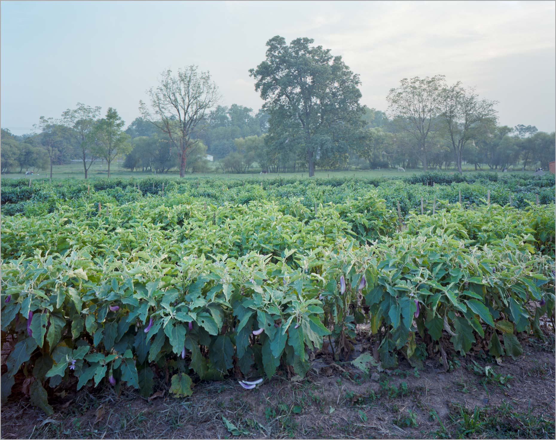 Eggplants