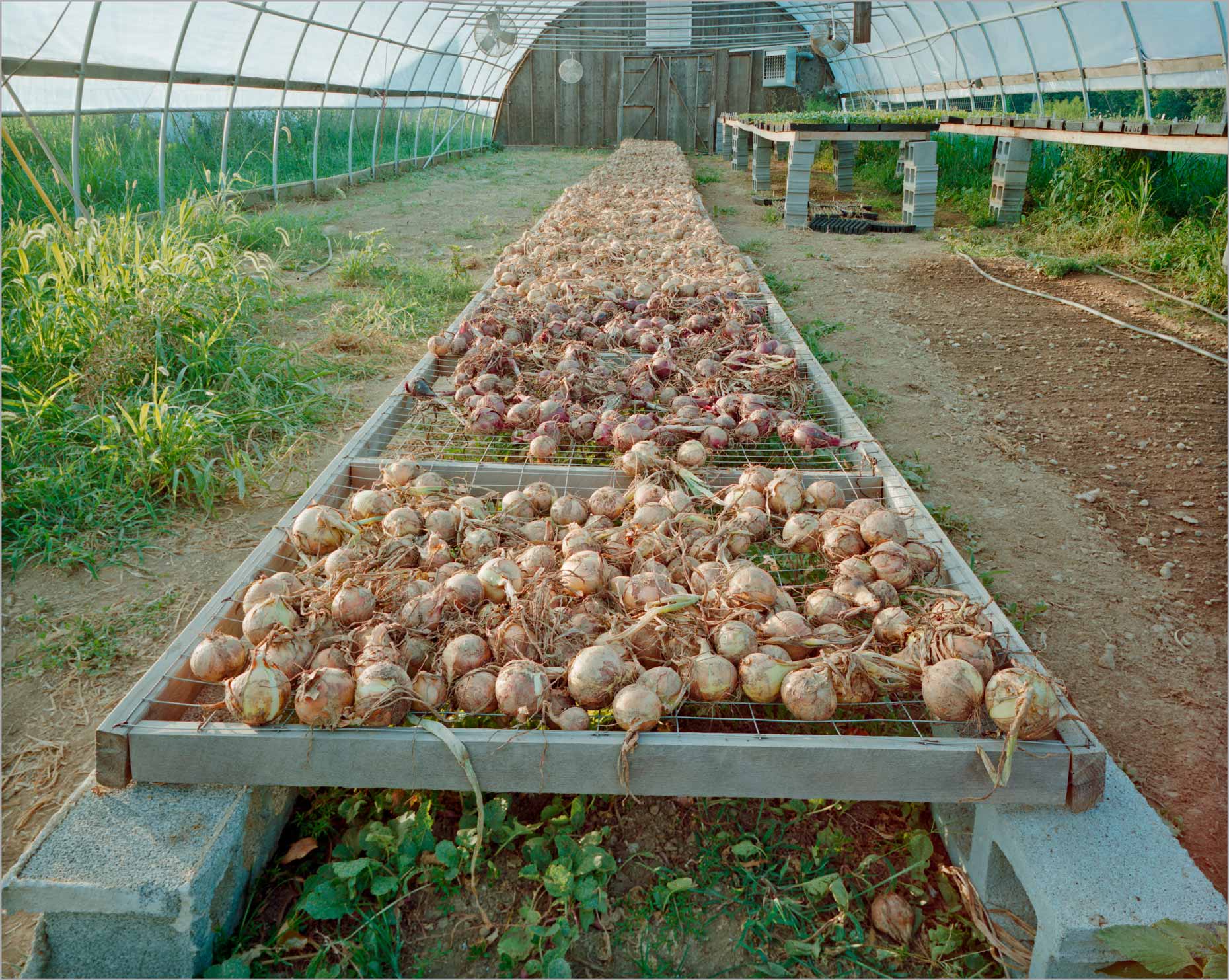 Curing Onions