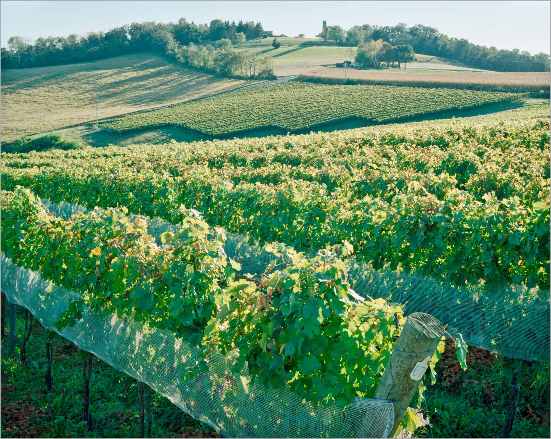 Vineyard Terrain